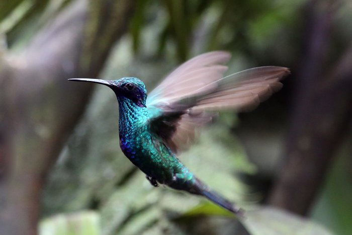 See the remarkable species of birds and butterflies endemic to Ecuador