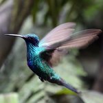 See the remarkable species of birds and butterflies endemic to Ecuador