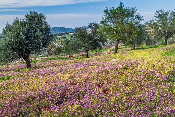 Experience Mediterranean-like landscapes in Northern Jordan (Ajloun Forest Reserve pictured)