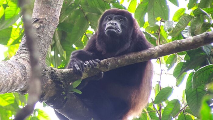 Corcovado National Park Hike with San Pedrillo Station Visit