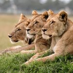 Pack the most wildlife into your short safari adventure with game drives in the Masai Mara