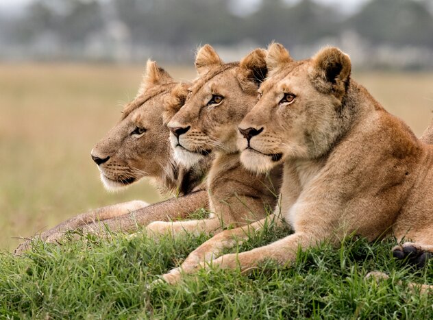 Pack the most wildlife into your short safari adventure with game drives in the Masai Mara