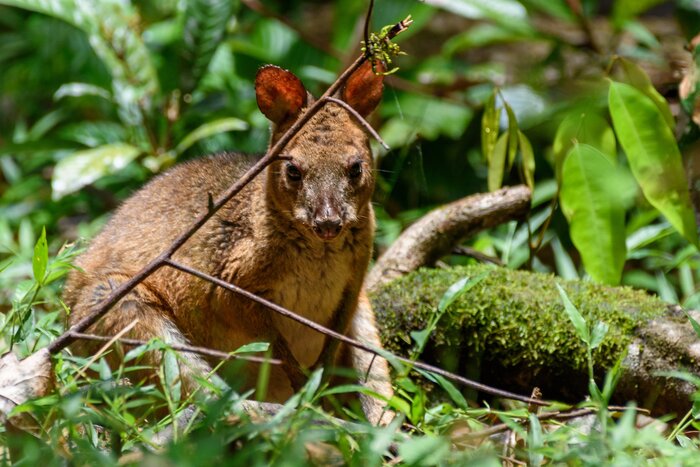 Rainforest & Nocturnal Wildlife Adventure