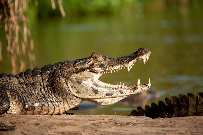 .Pantanal Adventure Day 1/5