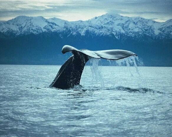 Kaikoura Day Trip From Christchurch with Whale Watch (Small Group & Carbon Neutral)