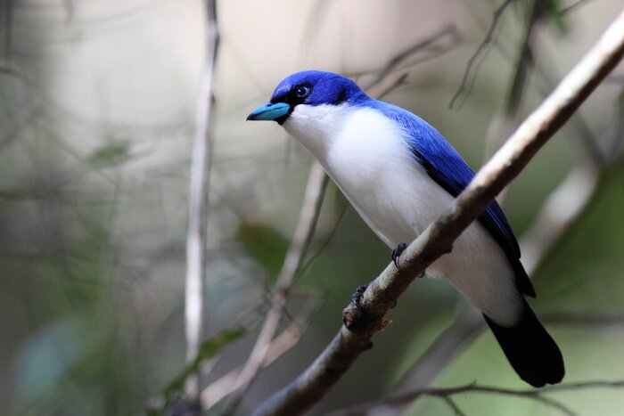 Tsingy of Bemaraha National Park