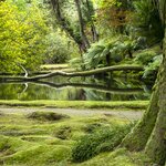 Wander São Miguel's Terra Nostra Garden in March