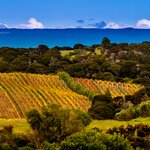 Waiheke Island vineyard, New Zealand