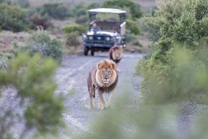 Seek out the Big Five on a 10-day South Africa safari adventure