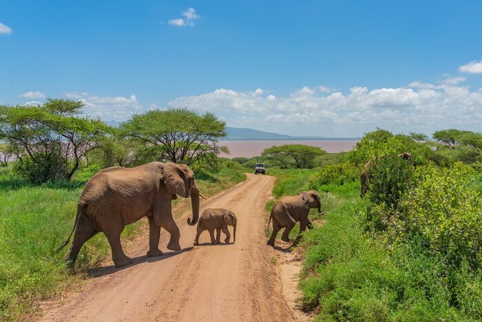 Drive alongside African bush elephants in Tarangire National Park