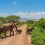Drive alongside African bush elephants in Tarangire National Park