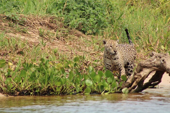 Private Boat Tour – Jaguar Spotting Experience from Porto Jofre