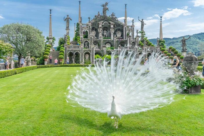 From Lake Como to the Borromean Islands: A Day of Elegance and Discovery