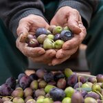 Visit local farms and go foraging in the Jordanian countryside