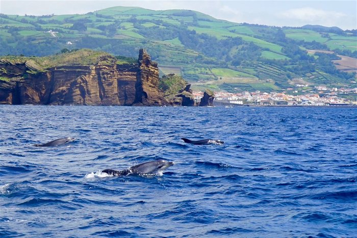 Whale-Watching in São Miguel
