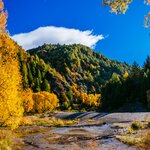 Enjoy the reds and coppery golds of the fall leaves in Arrowtown in April
