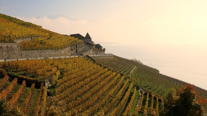 Vinorama in Lavaux