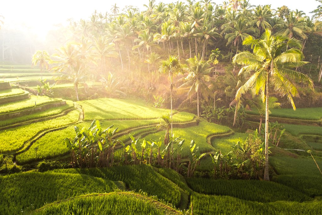 Drive through the rice paddies on your VW safari