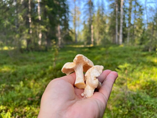 Private Forest Adventure And Cooking In The Nature