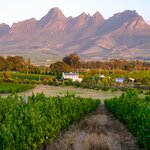 Explore the picturesque Cape Winelands on guided tours and solo excursions