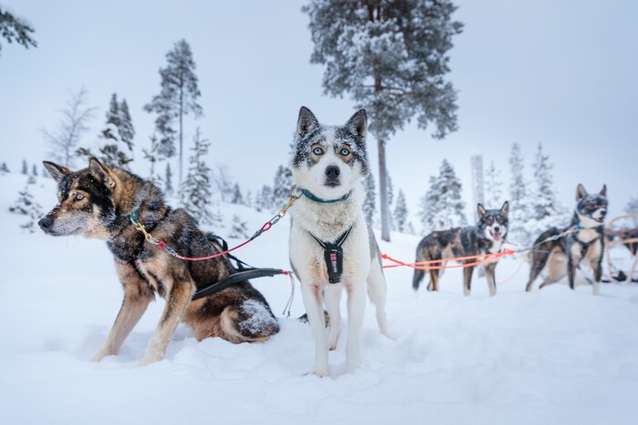 Husky Safari