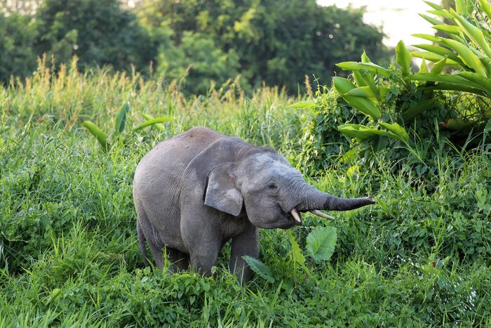 Look for pygmy elephants on the banks of Malaysia's Kinabatangan River