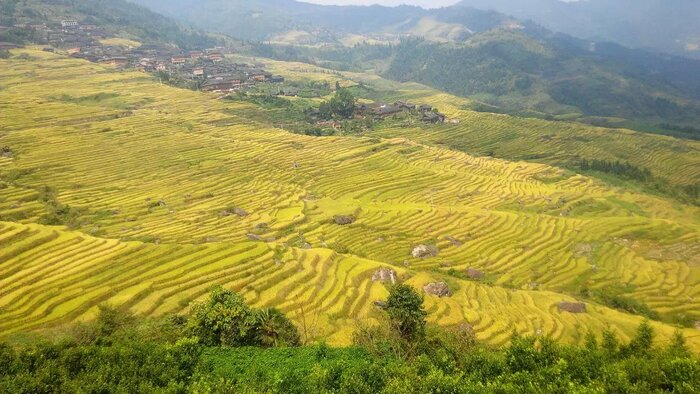 Discover the Beauty of Longji Terraced Fields and Learn to Make Bamboo Tube Rice