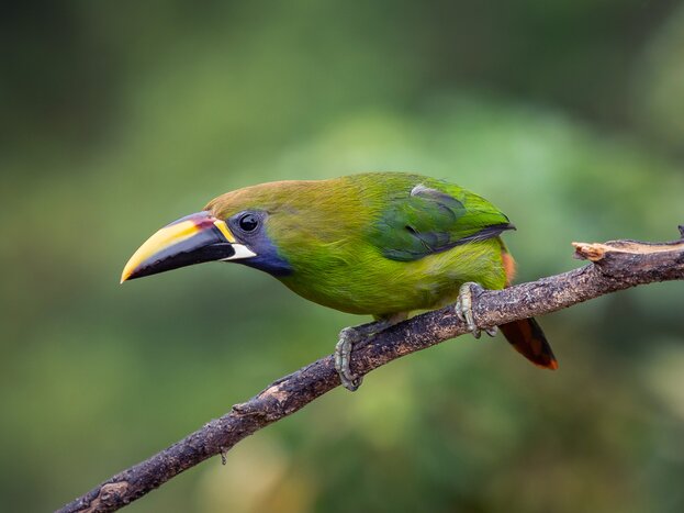 An emerald toucanet perches on a branch in Los Quetzales National Park