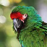 Spot the great green macaw in the Maquenque Wildlife Refuge on this 10-day luxury tour