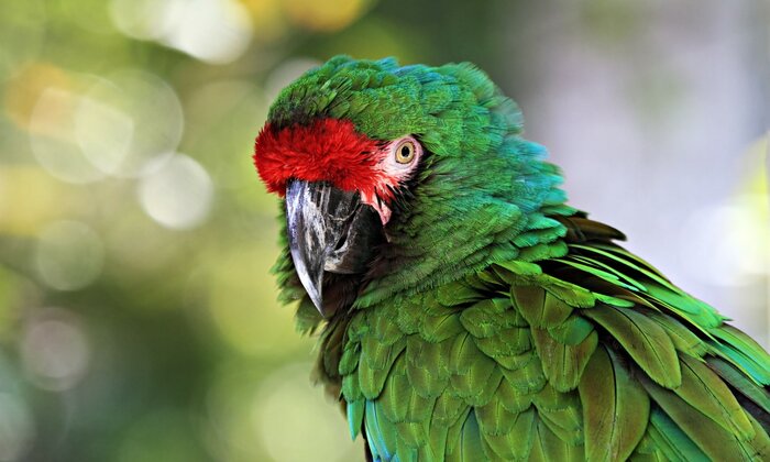 Spot the great green macaw in the Maquenque Wildlife Refuge on this 10-day luxury tour