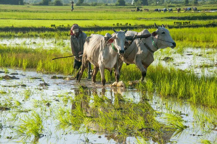 Rice fields in the Cambodian countryside