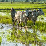 Rice fields in the Cambodian countryside
