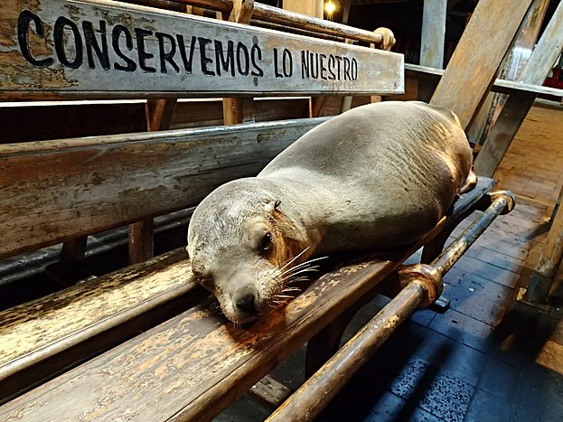 Bachas Beach (Santa Cruz Island) - Baltra Airport