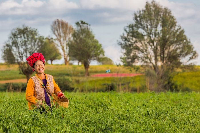 KALAW, MYANMAR - DECEMBER 07, 2016 : woman tribe harvesting red chili near Kalaw Shan state in Myanmar (Burma).