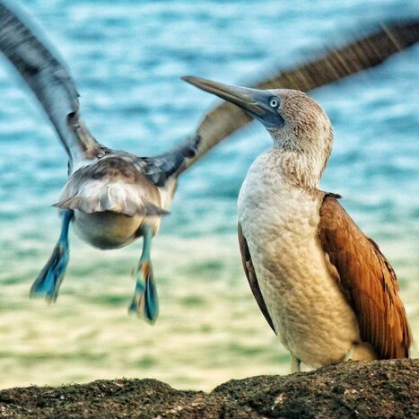 Welcome to Isabela Island – Wildlife Encounter at Los Túneles (Cabo Rosa)