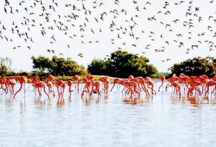 A pink-ish day at Río Lagartos & Las Coloradas