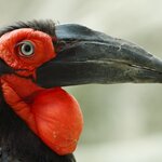 Colorful ground hornbills are a common sight in Kenya's national parks