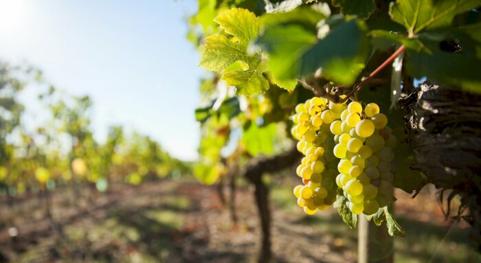 Champagne Region Day Trip with Tastings