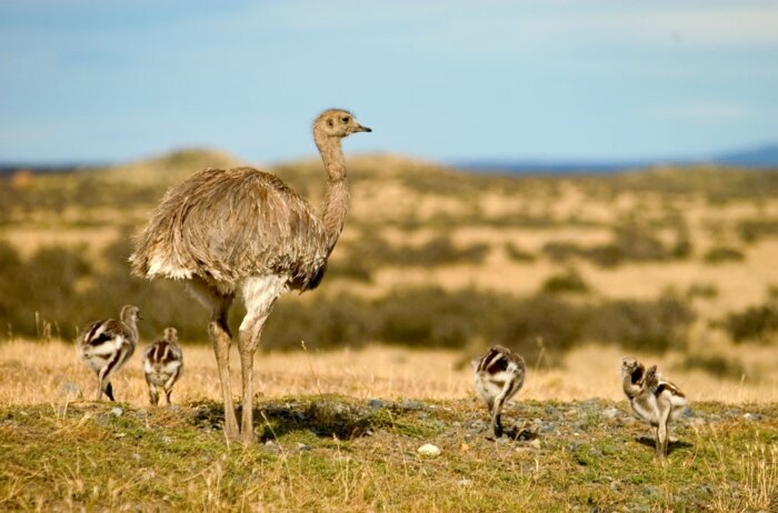 Wildlife Photo Safari in Patagonia