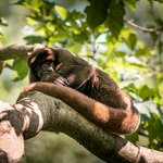 Spot rare brown woolly monkeys on your Amazon adventures
