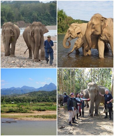 Afternoon Encounter with the Elephants at Mandalao 