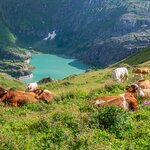Hike amid alpine blooms and cows out to pasture at the Kaprun Hohe Tauern Resevoir in Hohe Tauern National Park
