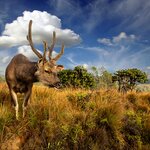 A wild deer in Horton Plains National Park