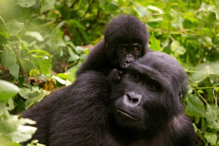 See gorillas in their native habitat at Bwindi
