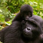 See gorillas in their native habitat at Bwindi