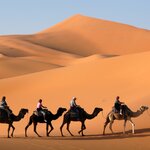 Ride camels through the Saharan sand dunes