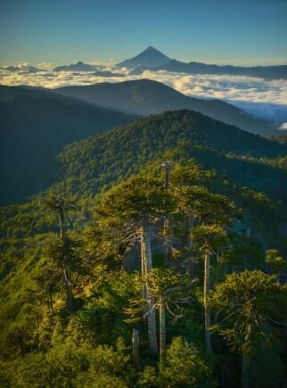 Full Day excursion to El Cañi Natural Reserve & Hot Springs