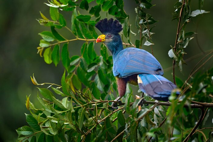 Snap pics of the striking birdlife, like the great blue turaco in October in Uganda