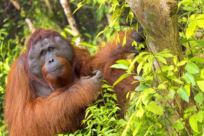 See orangutans in the wild in East Malaysia's Borneo