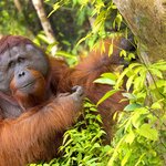 See orangutans in the wild in East Malaysia's Borneo